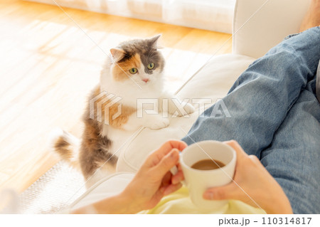 飼い主の遊んで欲しい猫(猫・飼い主) 飼い主の遊んで欲しい猫(猫・飼い主) 110314817