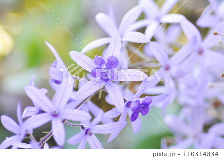 Sandpaper vine, Purple wreath or Queens wreath or purple flower Sandpaper vine, Purple wreath or Queens wreath or purple flower 110314834