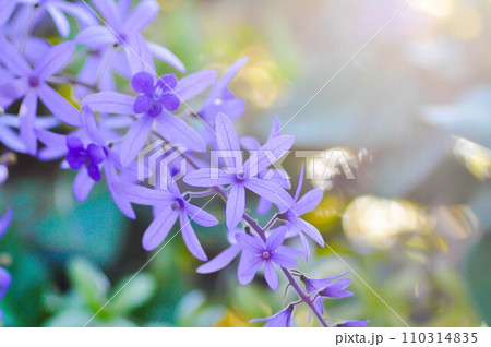 Sandpaper vine, Purple wreath or Queens wreath or purple flower Sandpaper vine, Purple wreath or Queens wreath or purple flower 110314835