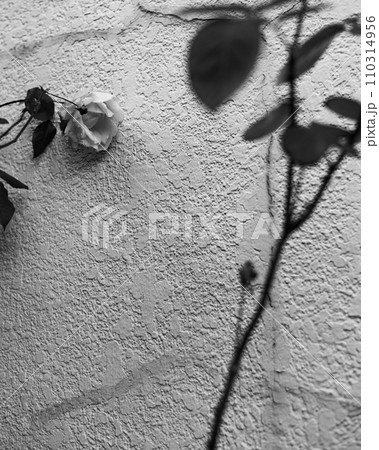 白壁に映える、花びらとツタの葉 110314956