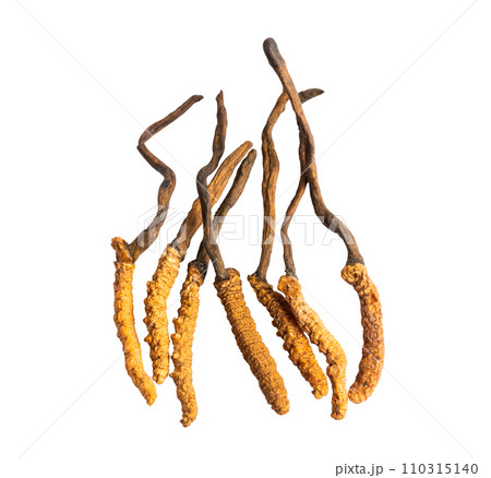 Cordyceps or Ophiocordyceps sinensis mushroom herb is fungus for used as medicine on white background with clipping path. 110315140