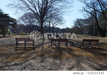 代々木公園の風景 代々木公園の風景 110315185