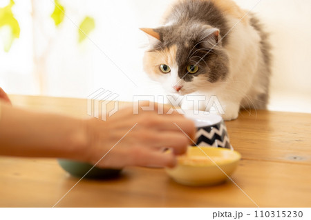 餌が気になり忍び寄る猫 110315230