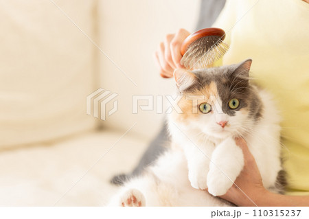 猫のブラッシングをする女性(猫・飼い主) 猫のブラッシングをする女性(猫・飼い主) 110315237