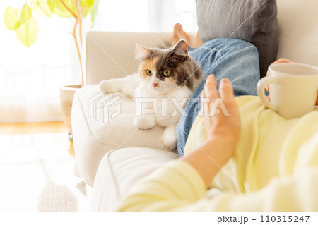 人間に寄り添う猫（猫・飼い主） 110315247