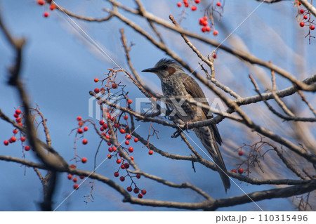 ヤナギ科イイギリの赤い液果を採食するヒヨドリ科ヒヨドリ 110315496