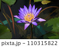 purple water lily in a pond  110315822