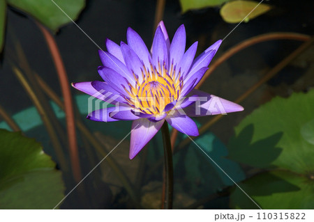 purple water lily in a pond purple water lily in a pond 110315822