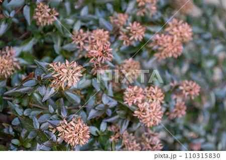 アベリア（ハナツクバネウツギ）の花後に残った萼 110315830