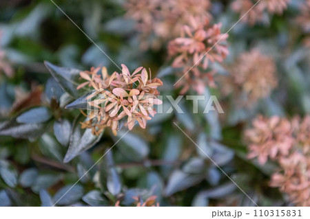 アベリア(ハナツクバネウツギ)の花後に残った萼 アベリア(ハナツクバネウツギ)の花後に残った萼 110315831