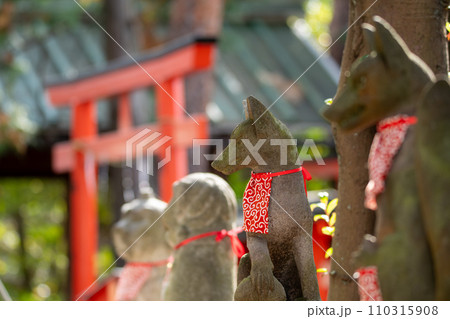 東伏見稲荷神社の狐像と鳥居 東伏見稲荷神社の狐像と鳥居 110315908