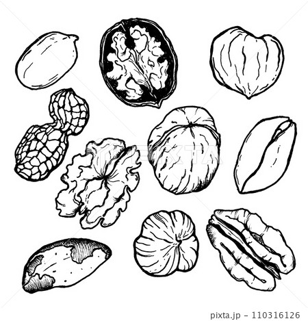 Vector set of linear nuts. Hand painted nuts collection on white background. Tasty food illustration for design, print, fabric or background. 110316126