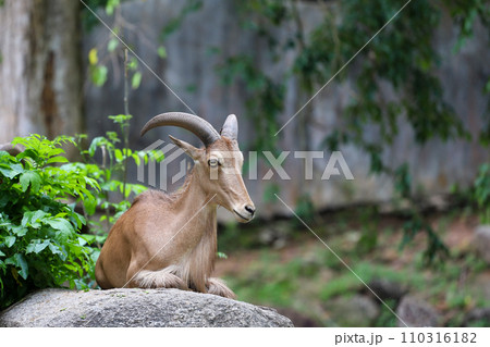 The barbary sheep is mammal and hill animal 110316182