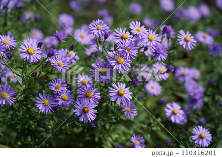 Symphyotrichum dumosum (Aster dumosus) beautiful blue autumn flowers. 110316201