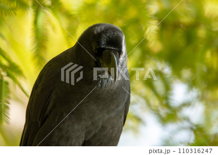 木にとまったハシブトガラス 110316247