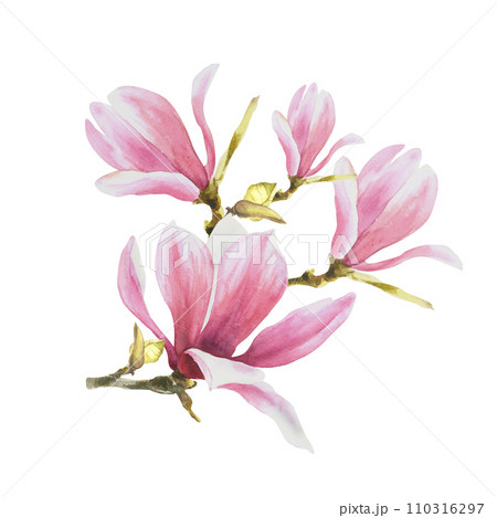Magnolia pink flower leave bud bough. Watercolor hand drawn Illustration isolated on white background. floral clipart of greetings invitations, anniversaries, wedding, birthdays cards and stickers Magnolia pink flower leave bud bough. Watercolor hand drawn Illustration isolated on white background. floral clipart of greetings invitations, anniversaries, wedding, birthdays cards and stickers 110316297
