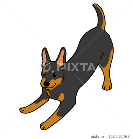 遊びに誘うシンプルで可愛いドーベルマンのイラスト 主線あり 遊びに誘うシンプルで可愛いドーベルマンのイラスト 主線あり 110316368