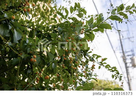 デュランタ（ハリマツリ）の黄色い実 110316373