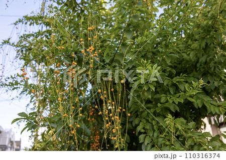 デュランタ（ハリマツリ）の黄色い実 110316374