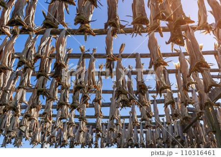 Fish hung to dry on a rack, epitomizing Nordic food preservation in Lofoten 110316461