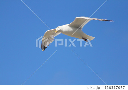 flying gull (Larus argentatus) flying gull (Larus argentatus) 110317077