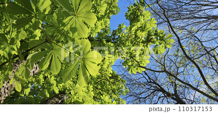 Large chestnut tree with fresh bright green foliage on blue sky 110317153