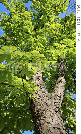 Large chestnut tree with fresh bright green foliage, bottom to top view 110317154