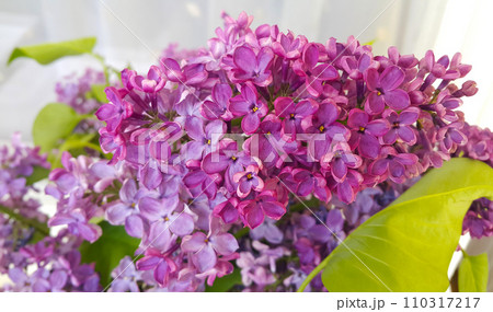 Beautiful branch of a blossoming lilac Beautiful branch of a blossoming lilac 110317217