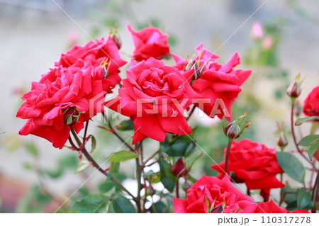 優雅さと香りの調和、魅惑の赤いバラ 110317278