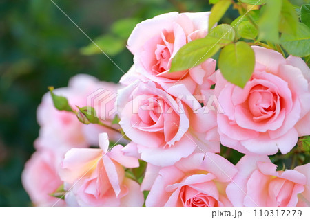 愛と美の花、ピンク色のバラ 110317279