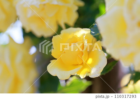 黄色い薔薇の花 黄色い薔薇の花 110317293