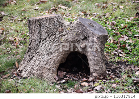 The hollow in the old tree, winter forest. Bird nest, housing for squirrels. Serves nest for birds and shelter for animals. Selective focus, shallow depth The hollow in the old tree, winter forest. Bird nest, housing for squirrels. Serves nest for birds and shelter for animals. Selective focus, shallow depth 110317914