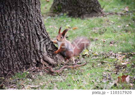 Autumn scene with a cute red squirrel. Sciurus vulgaris. Europeasn squirrel sitting on the stree stump. 110317920