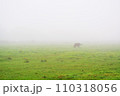 霧の中の草原に佇む馬　北海道　 110318056