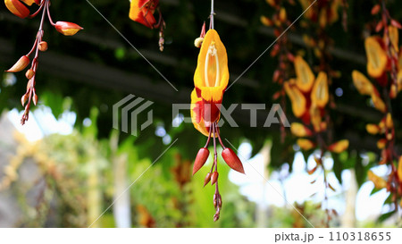 熱帯の森に咲く奇妙な形をしたツンベルギア・マイソレンシスの花 110318655