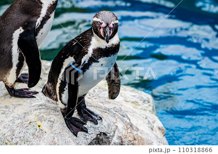 水族館の動物 ペンギン 水族館の動物 ペンギン 110318866