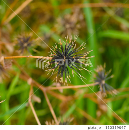 コセンダングサ 110319047