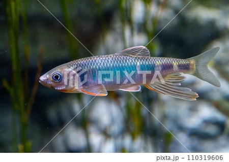 オイカワ 110319606