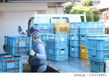 男性がみかんの集荷でコンテナを持ち上げようとしている 110319865