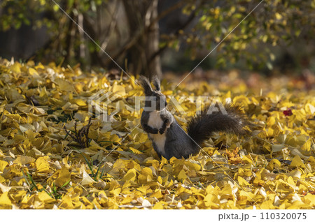黄色い落ち葉の中を散歩中のエゾリス 110320075