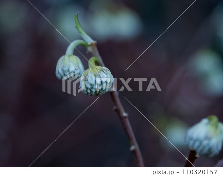 ジンチョウゲ科ミツマタの花蕾 110320157
