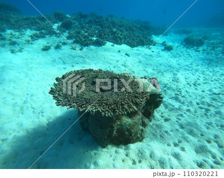 白化後、死んだテーブルサンゴ 白化後、死んだテーブルサンゴ 110320221