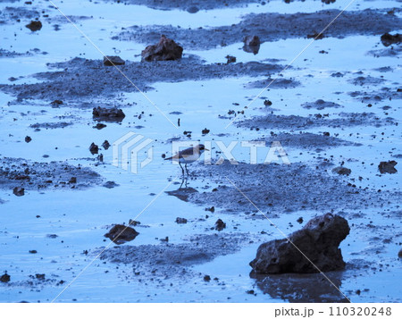 干潟で佇むシロチドリ 110320248