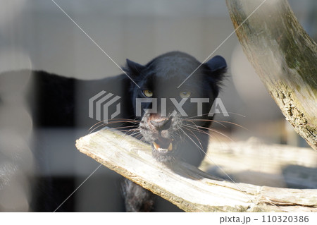 見つめるヒョウ 見つめるヒョウ 110320386