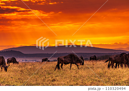 Wildebeest wildlife animals mammals grazing savannah grassland wilderness hill shrubs great rift valley Maasai Mara National Game Reserve park Narok County Kenya East Africa Landscapes Travels Wildebeest wildlife animals mammals grazing savannah grassland wilderness hill shrubs great rift valley Maasai Mara National Game Reserve park Narok County Kenya East Africa Landscapes Travels 110320494