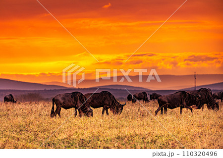 Wildebeest wildlife animals mammals grazing savannah grassland wilderness hill shrubs great rift valley Maasai Mara National Game Reserve park Narok County Kenya East Africa Landscapes Travels 110320496