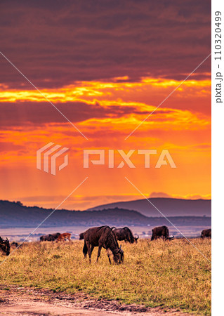 Wildebeest wildlife animals mammals grazing savannah grassland wilderness hill shrubs great rift valley Maasai Mara National Game Reserve park Narok County Kenya East Africa Landscapes Travels Wildebeest wildlife animals mammals grazing savannah grassland wilderness hill shrubs great rift valley Maasai Mara National Game Reserve park Narok County Kenya East Africa Landscapes Travels 110320499