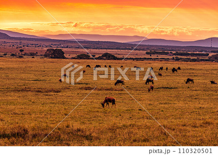 Wildebeest wildlife animals mammals grazing savannah grassland wilderness hill shrubs great rift valley Maasai Mara National Game Reserve park Narok County Kenya East Africa Landscapes Travels Wildebeest wildlife animals mammals grazing savannah grassland wilderness hill shrubs great rift valley Maasai Mara National Game Reserve park Narok County Kenya East Africa Landscapes Travels 110320501