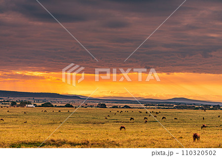 Wildebeest wildlife animals mammals grazing savannah grassland wilderness hill shrubs great rift valley Maasai Mara National Game Reserve park Narok County Kenya East Africa Landscapes Travels 110320502