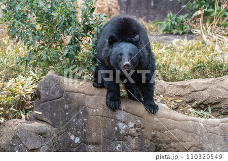 ニホンツキノワグマinズーラシア 110320549
